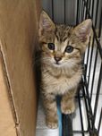Dwa maluszki do adopcji !