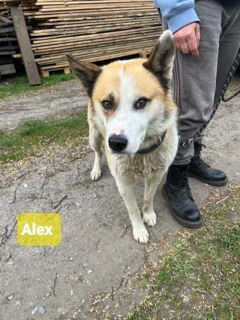 Pies w typie Akity szuka domu