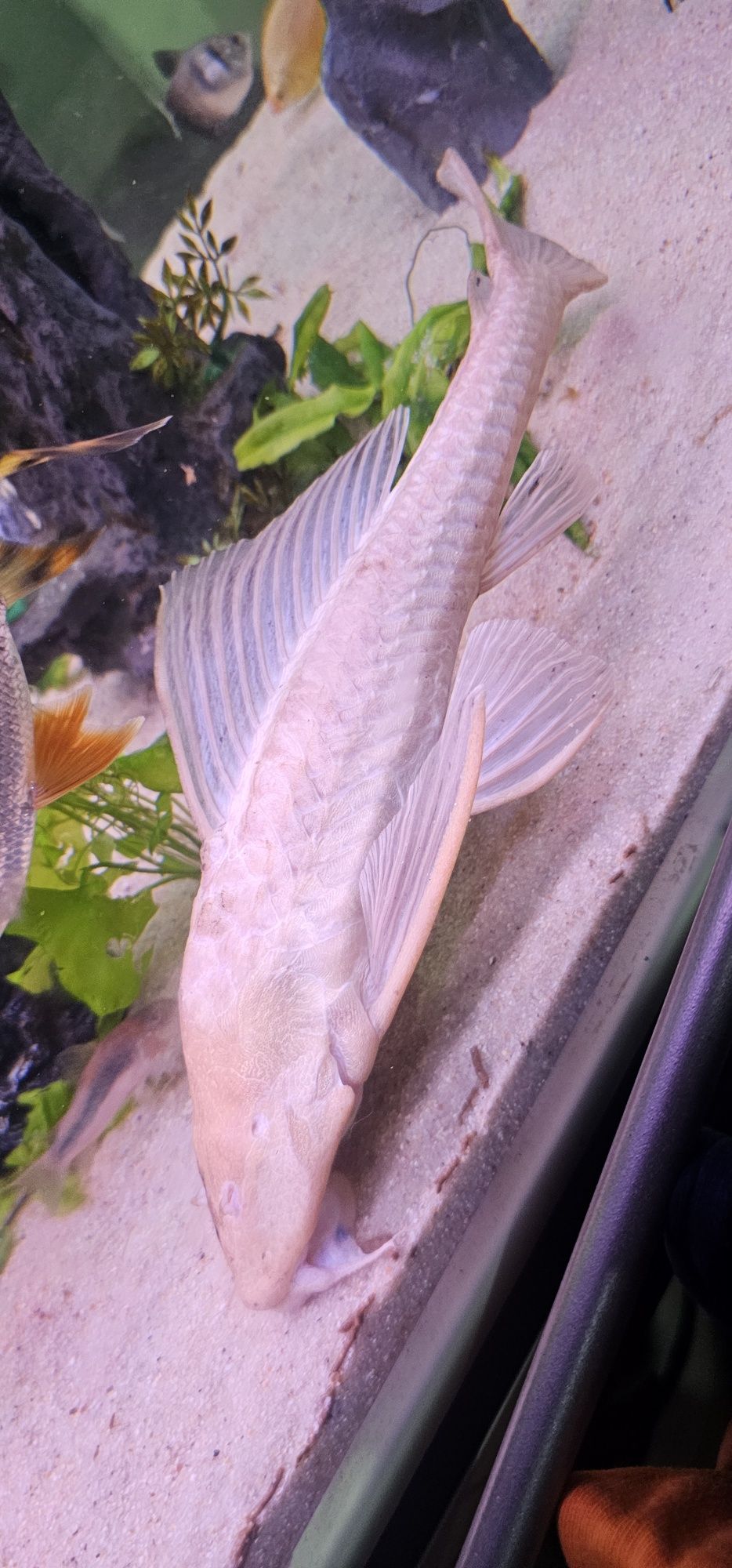 Pleco Albino c/ 30cm +/-