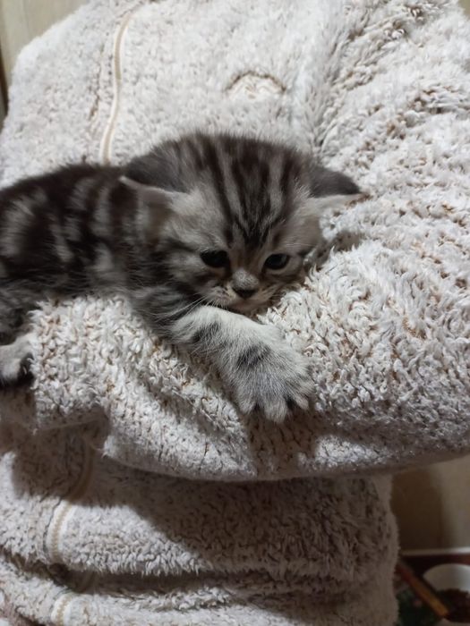 Шотландські кошеннята