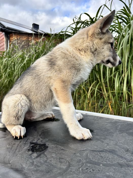 Łajka zachodniosyberyjska