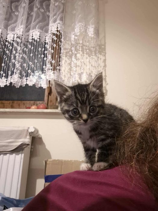 3 kotki szukają ciepłegoi kochajacego domu