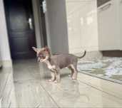 Chihuahua krotkowłosa - sunia liliowa