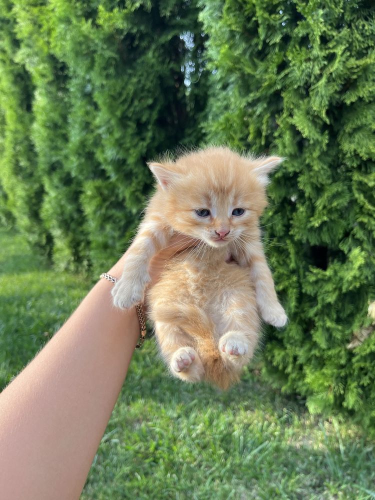 Віддам кошенятка