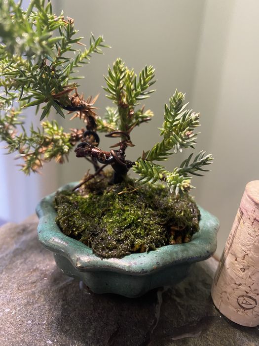 Bonsai juniperus nana