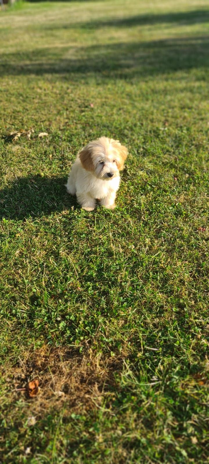 Piesek Maltipoo gotowy do odbioru