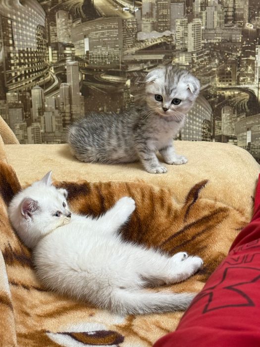 Шотландські кошенята