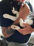 Gizmo piękny kocurek do adopcji