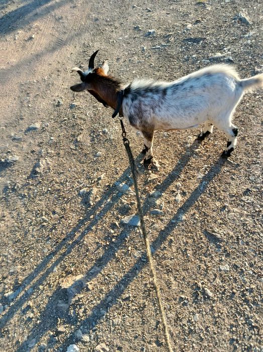 Vendo duas cabras macho e fêmea