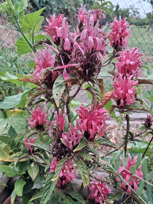 Jacobínia (Justicia carnea Lindl)