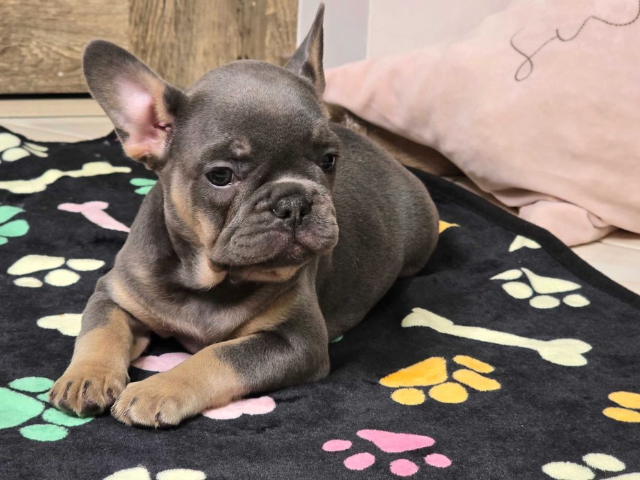 Buldog Francuski śliczna suczka Blue Tan