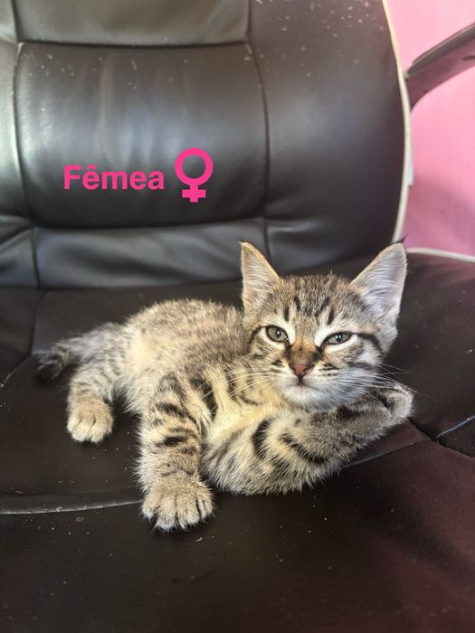 Gatinhos para adoção responsável
