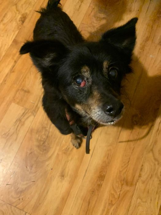 HOŁEK   13-letni szuka domu!