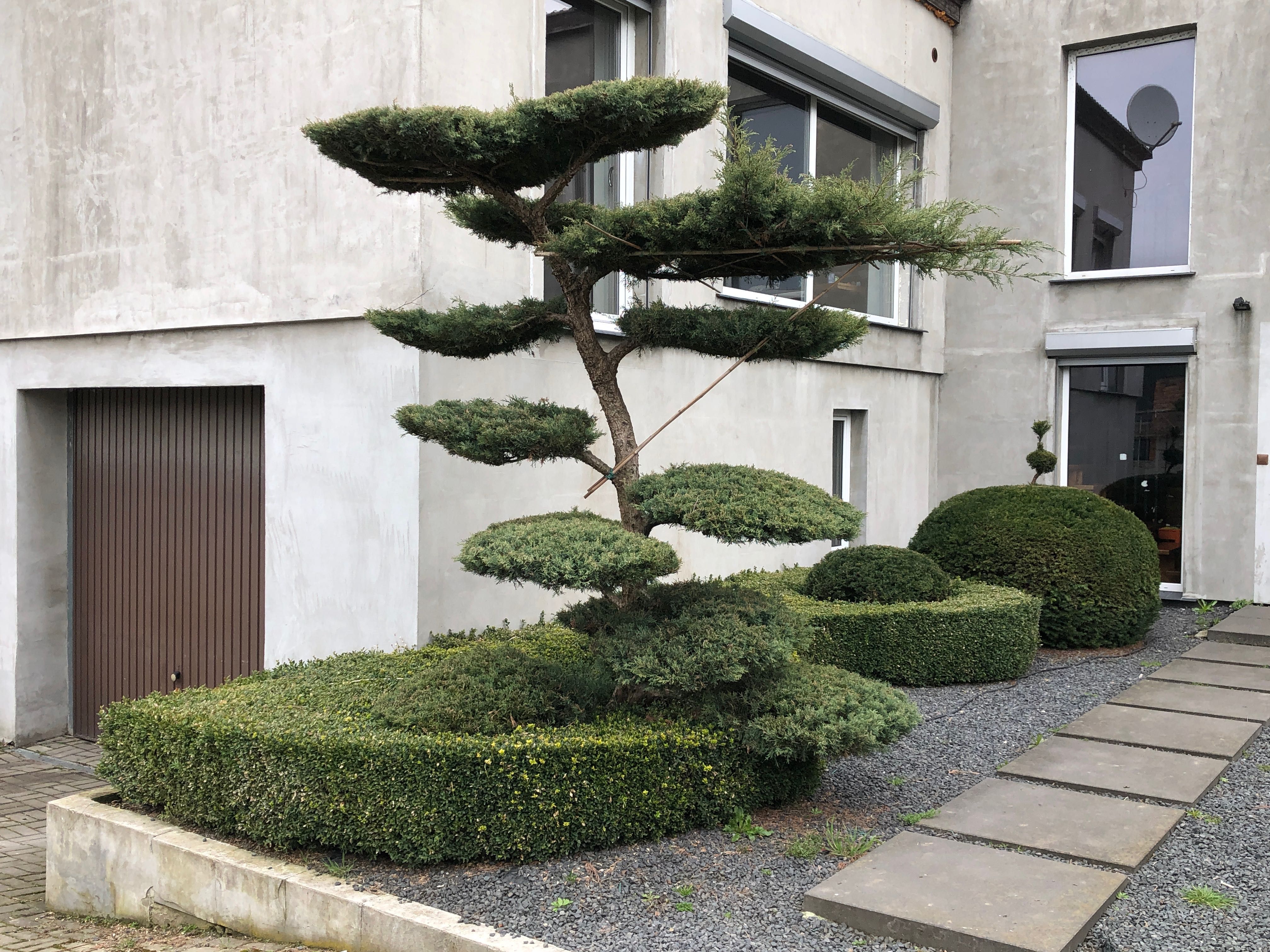 Bonsai ,jałowiec , sosna formowane