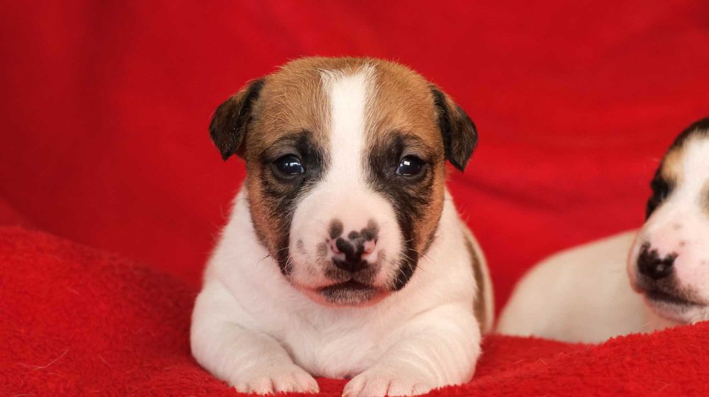 Piesek Jack Russell Terrier z hodowli "BREFIO"/badania genet.