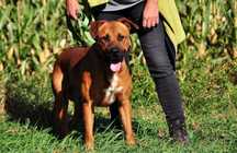 W typie molosa, wzbudza respekt , 40 kg Budy adopcja