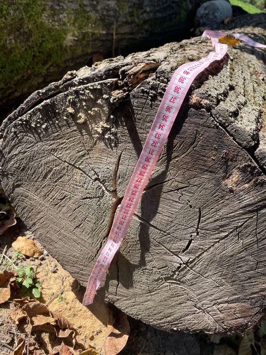 Продам кругляк липу