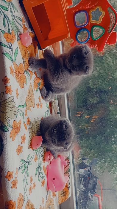 Продам шотландско весловухих котят чистокровные
