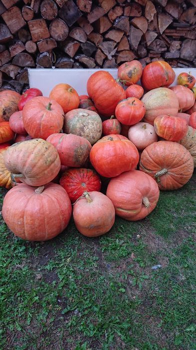 Sprzedam dynie bardzo dobrej jakości