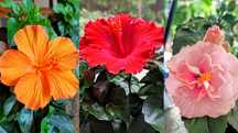 Hibiskusy, róże chińskie piękne i rzadkie odmiany