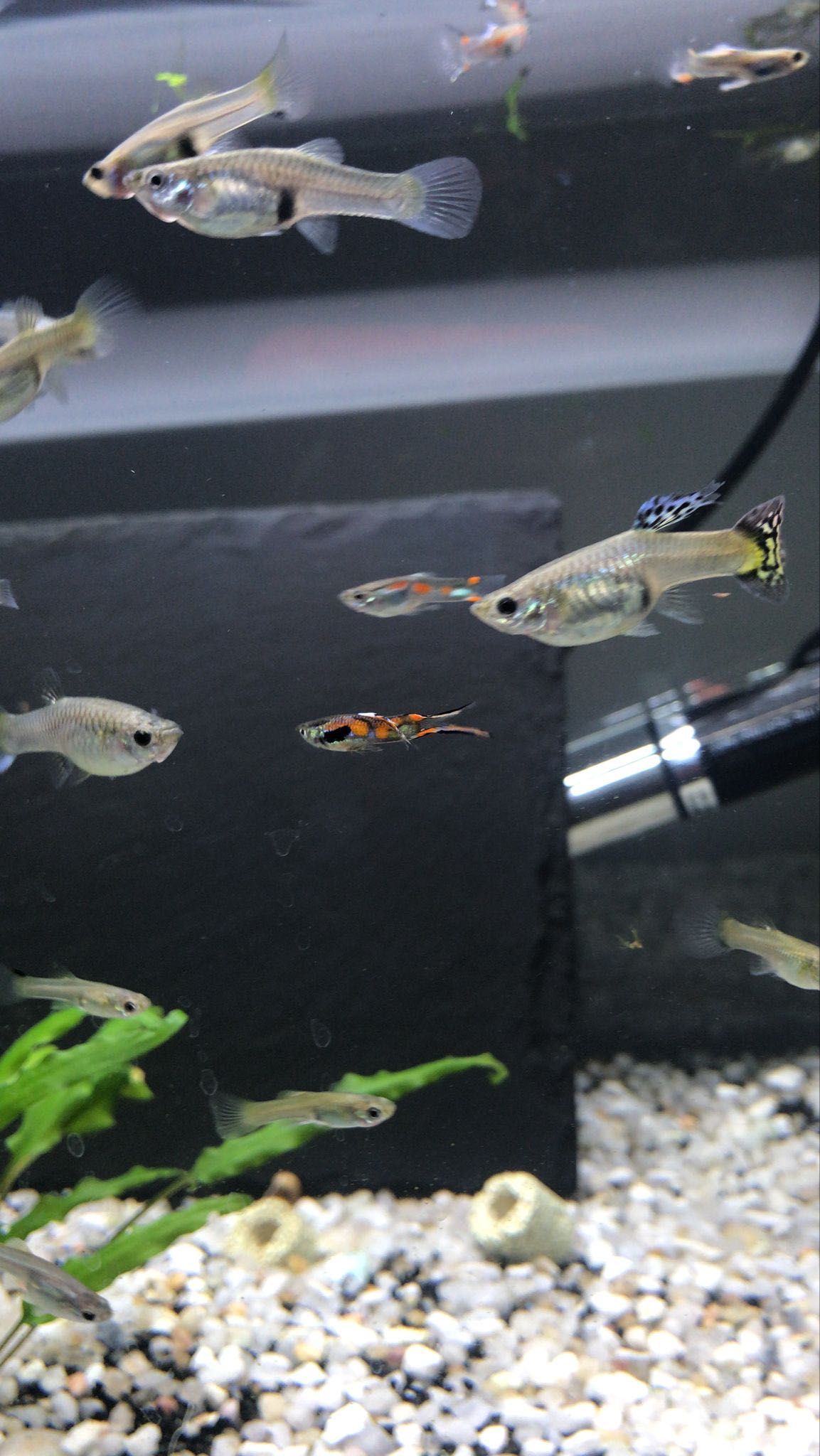 OPORTUNIDADE guppys fêmeas prenhas