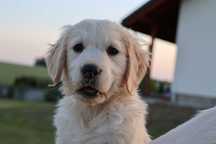 Golden Retriever FCI szczenię