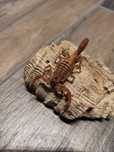 Skorpion Babycurus jacksoni L2