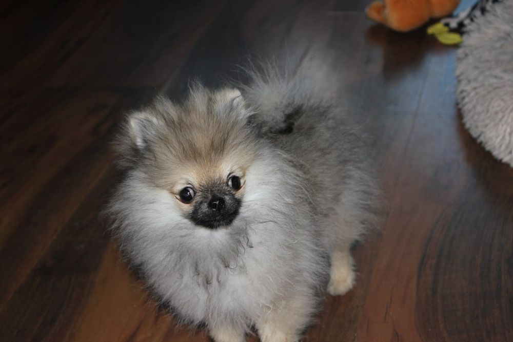 Miniaturowy szpic pomorski