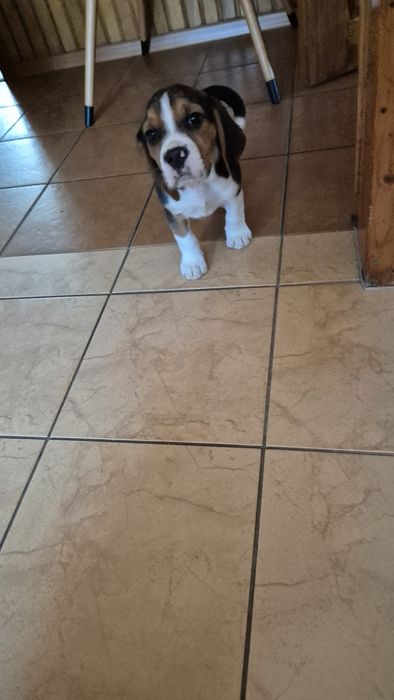 Beagle-szczeniaczek