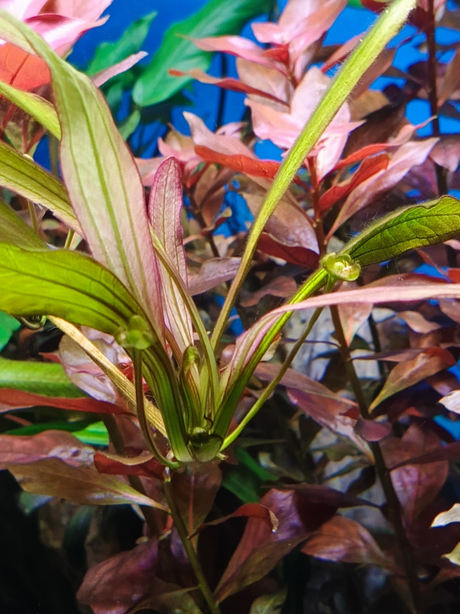 Echinodorus red devil