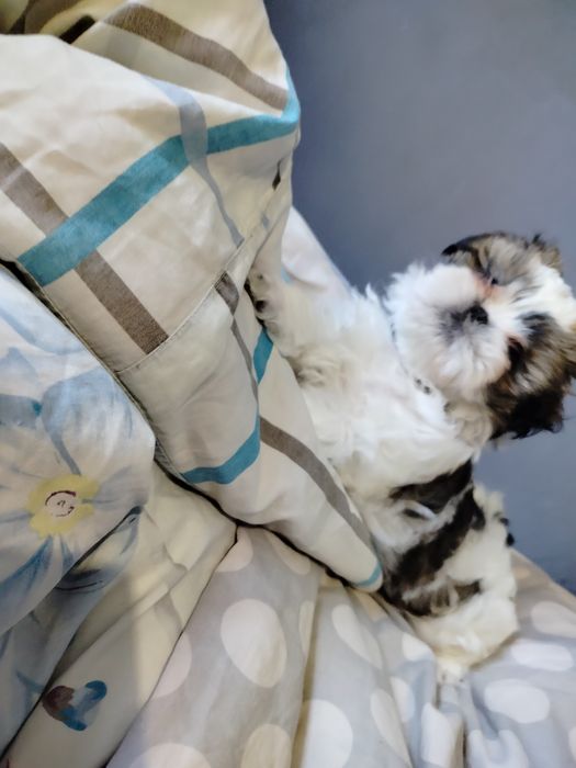 Shih tzu mądry piesek