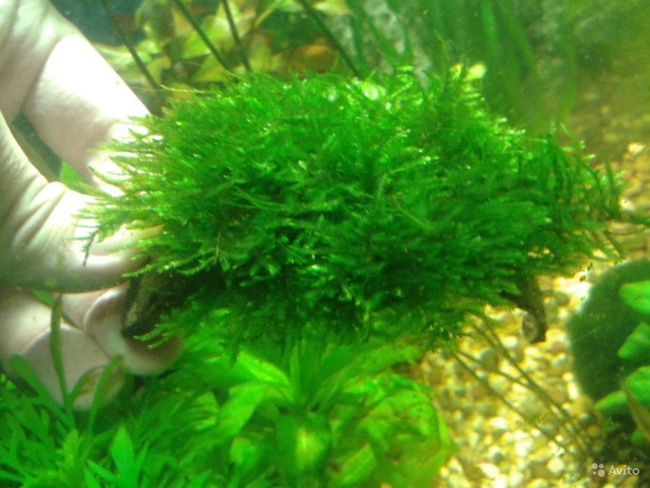 Мох аквариумный треугольный