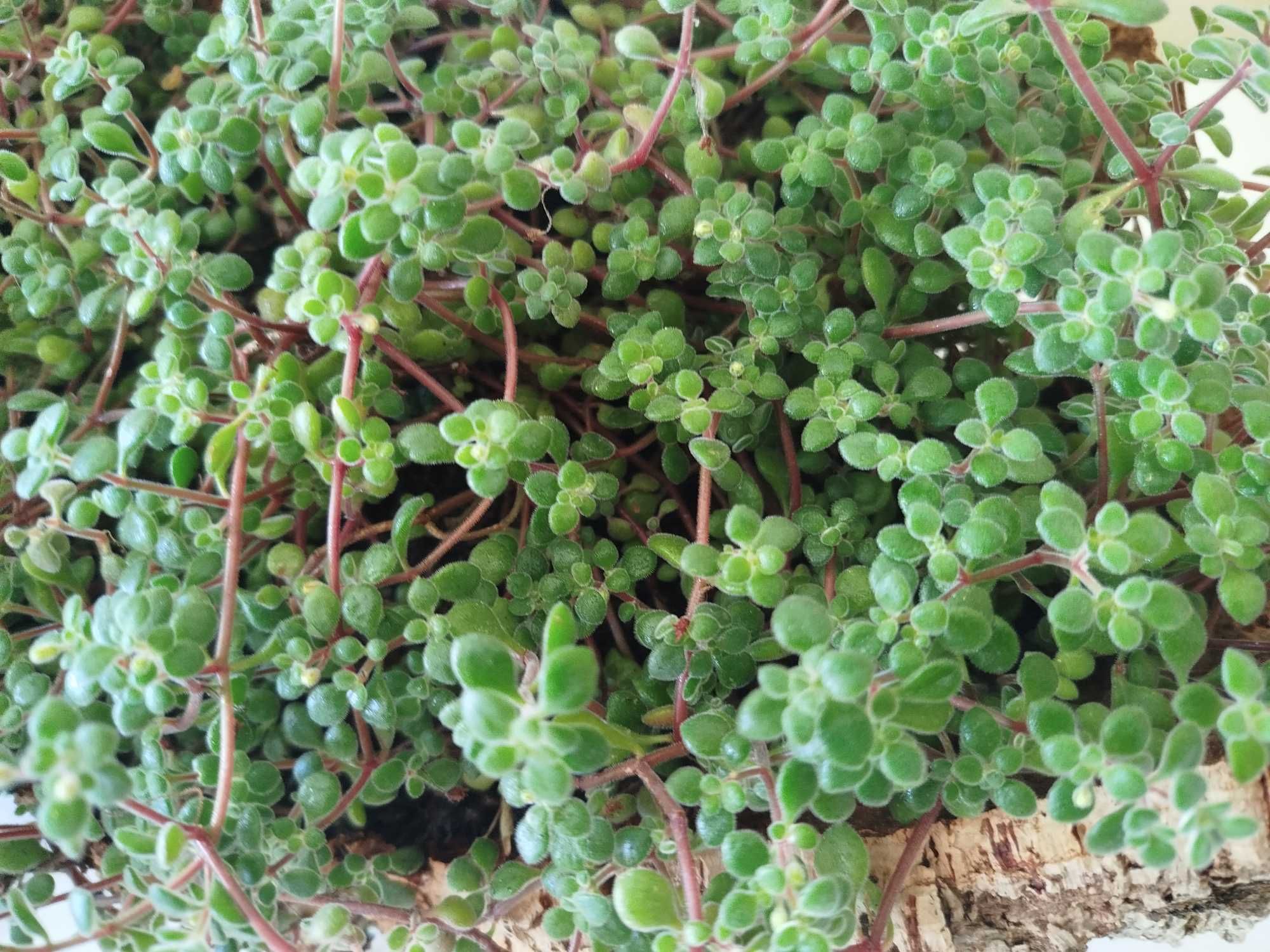 Planta em casco de cortiça
