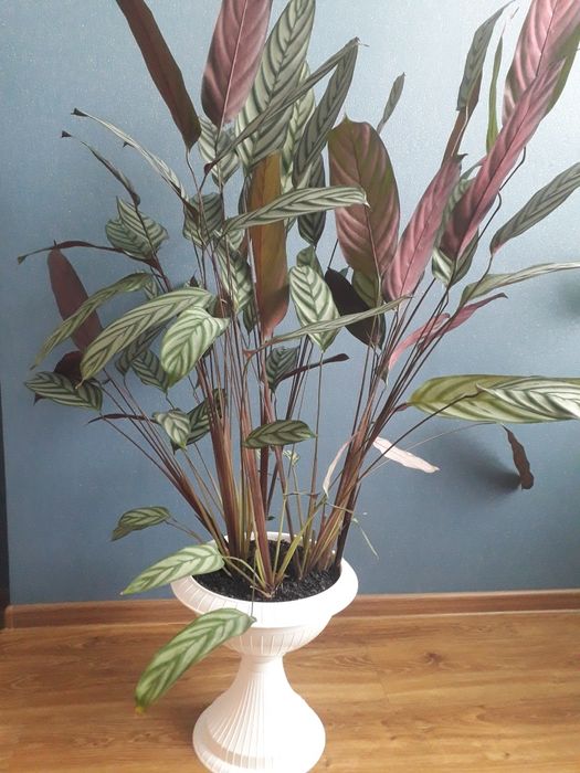 Продам великі вазони.