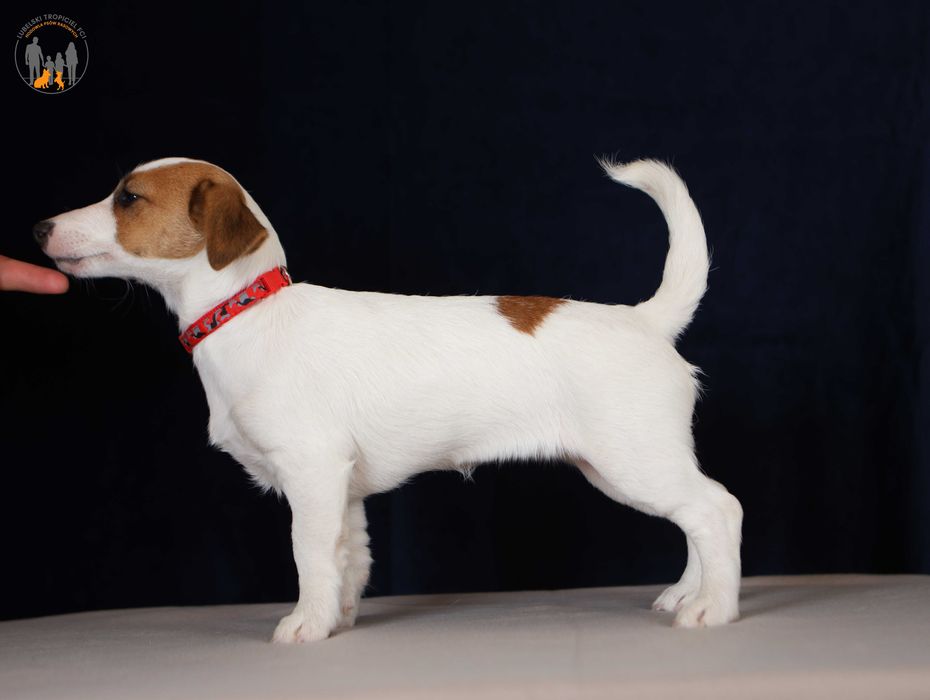 jack Russell Terrier ZKwP FCI