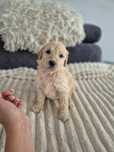 Goldendoodle f1 standard