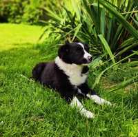 Border Collie - pies