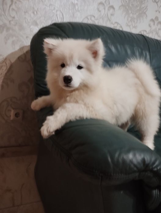 Szczenię Samoyed