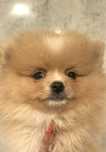 Pomeranian  Szpic miniaturowy Piesek xxs