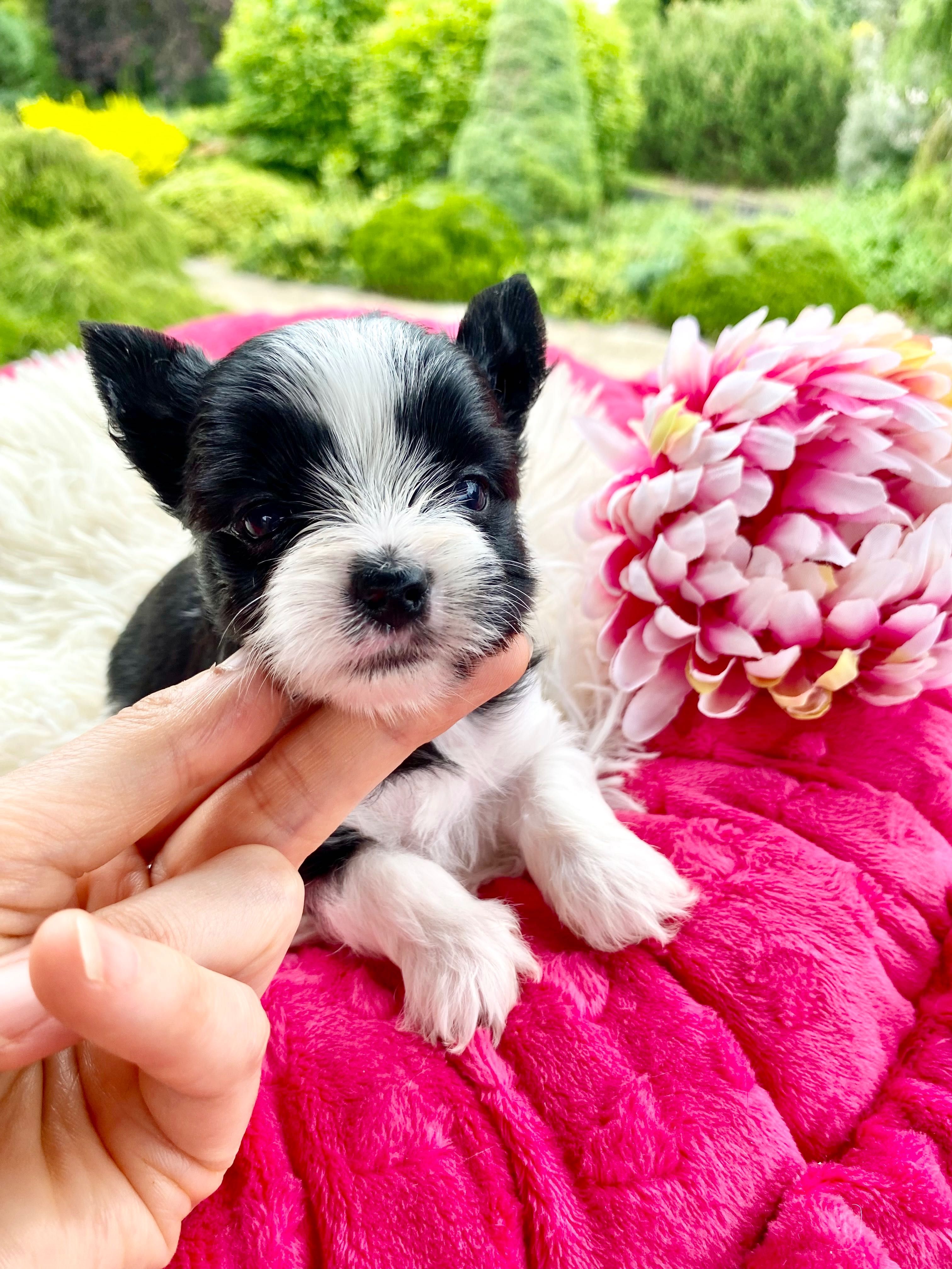 ZUZU mini suczka york black&white wyjątkowe kolory , rodowód PFK