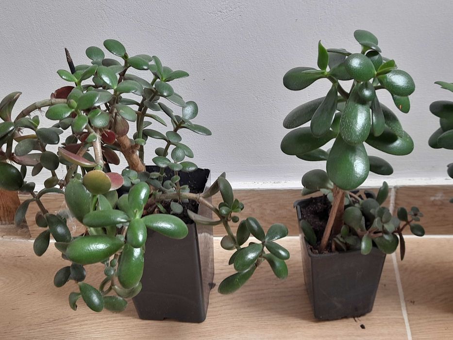 |Grubosz, drzewko szczęścia, wybór jednej z sześciu roslin