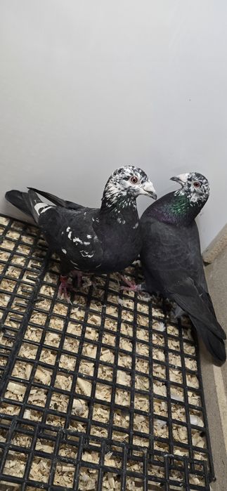 Gołębie pocztowe tygrys