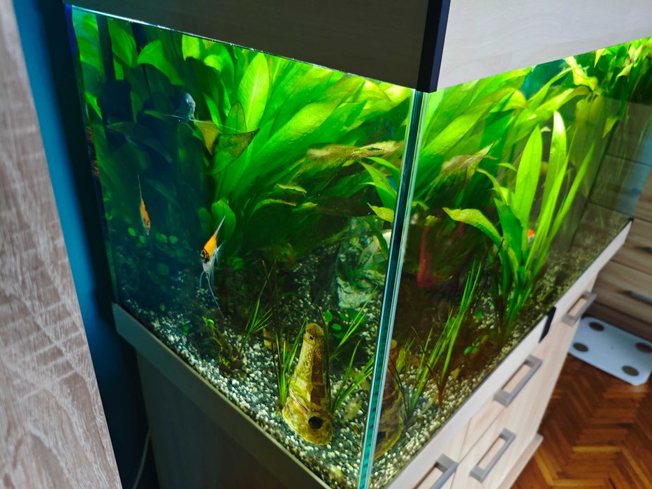 Akwarium 250l z pełnym osprzętem