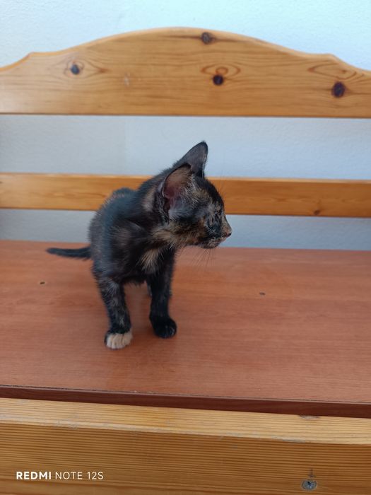 Gatinha para dar