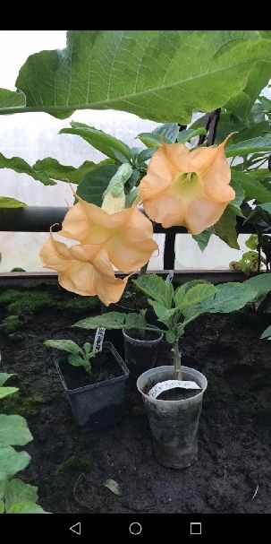 Sadzonka datury wieloletniej odmiany okeiayach pojedynczych i pelnych