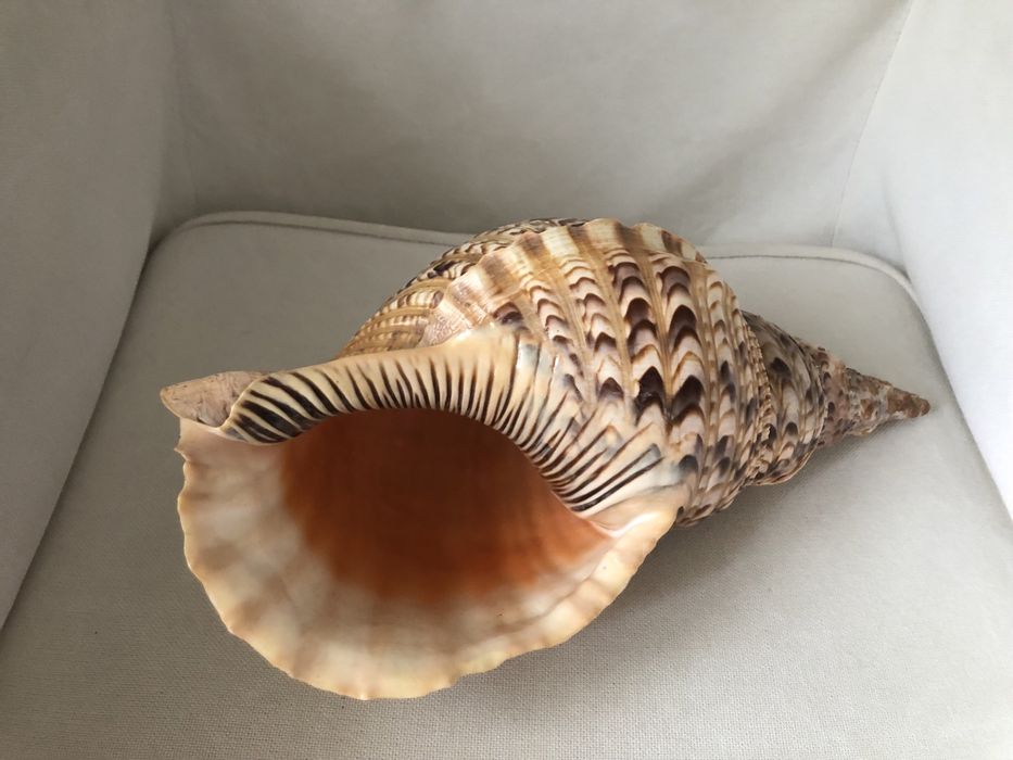 Duża muszla Charona Variegata Róg Trytona 35 cm
