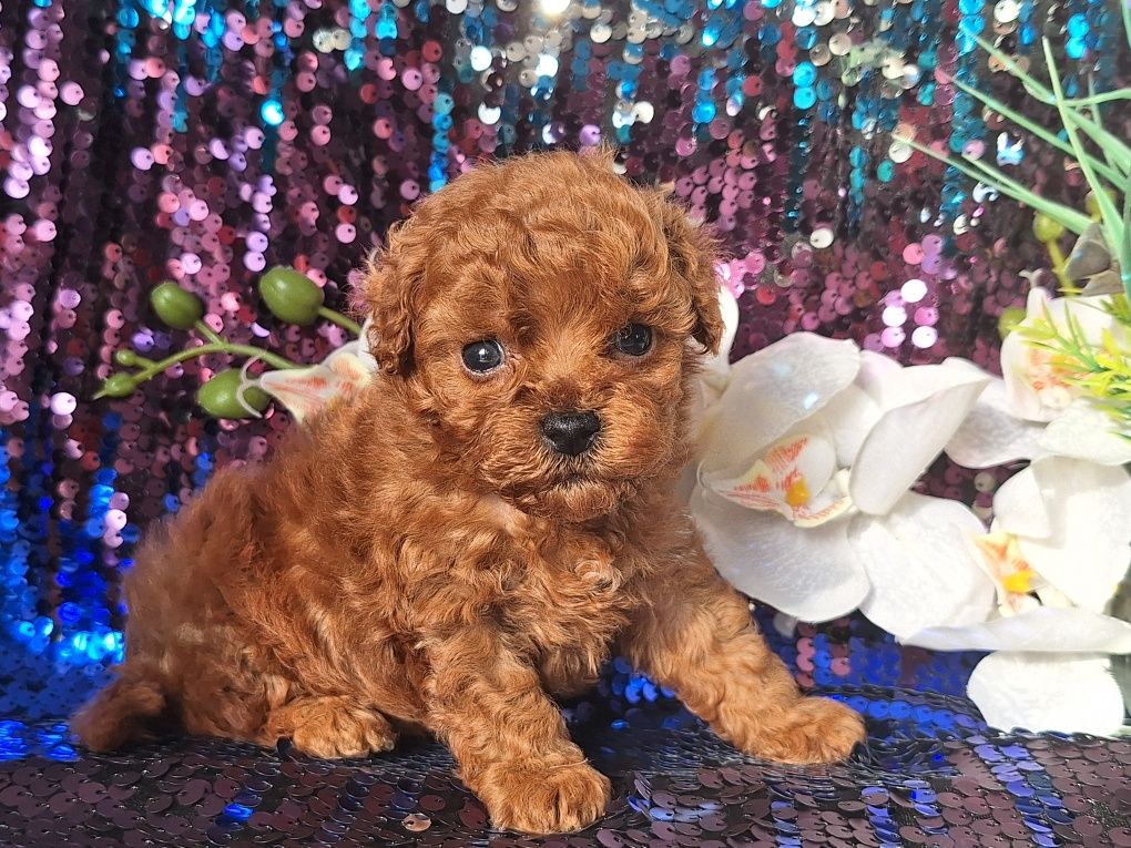 Maltipoo piesek maleńki z certyfikatem