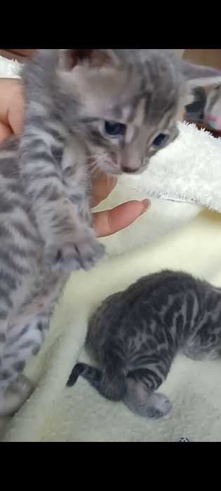 Продам шикарних бенгальских котят голубого коляру