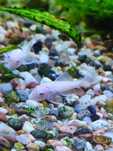 Zbrojniki Snow White L144 Glonojady