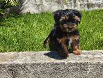 Yorkshire Terrier machinho